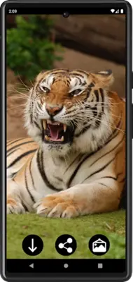 Tiger Wallpapers android App screenshot 0