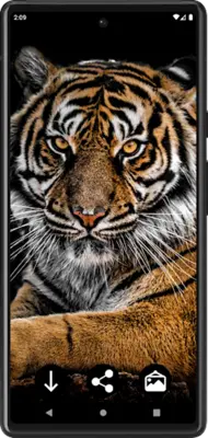 Tiger Wallpapers android App screenshot 4